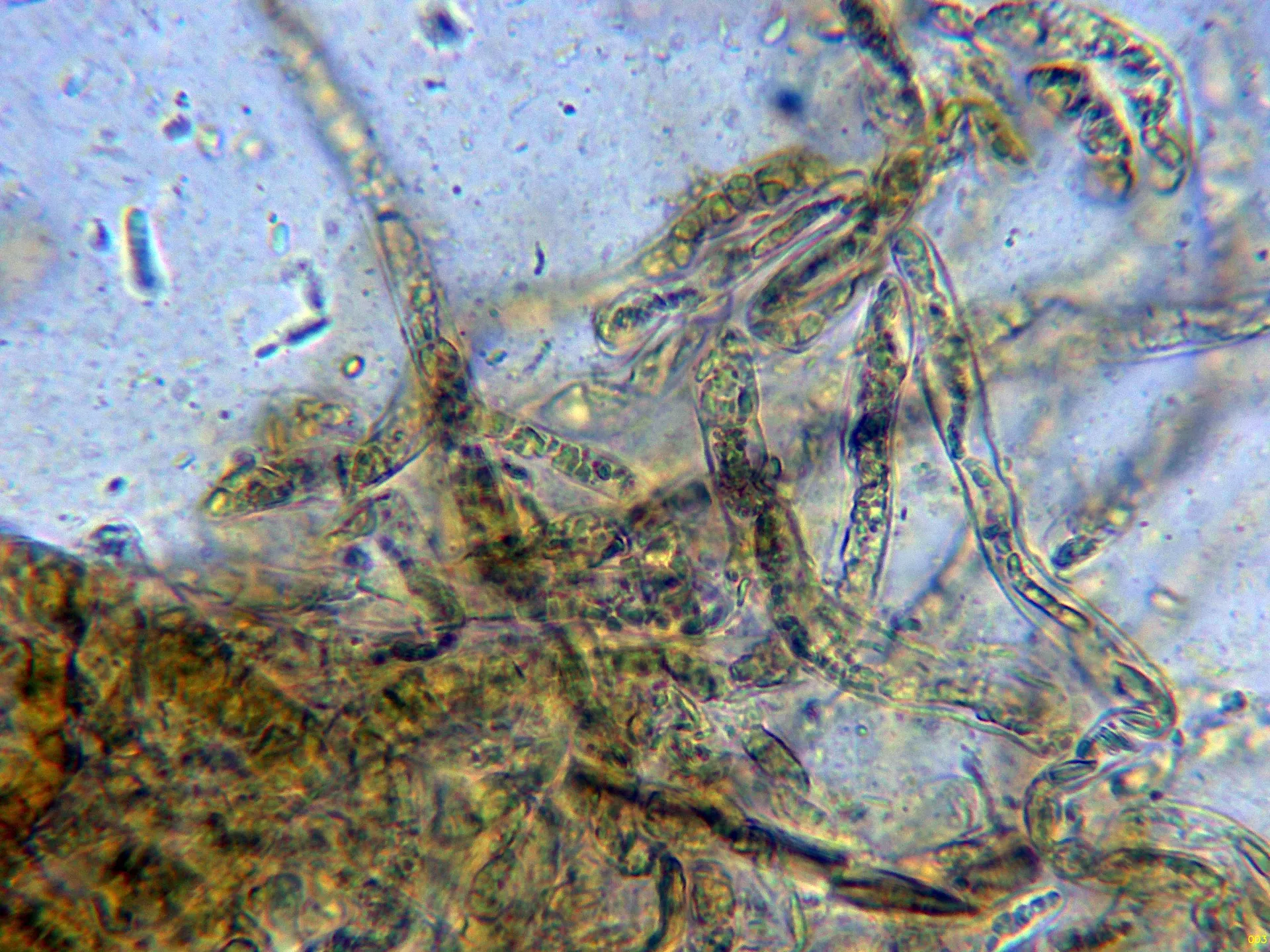 Microscopía de Pseudoboletus parasiticus - 10 - Suprapellis agua-003